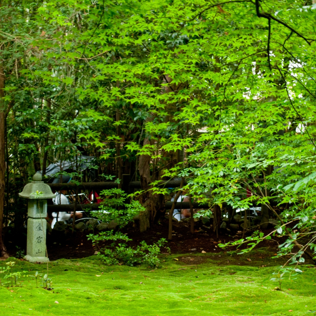 The "Carpet Moss Garden" with Deep Green Moss
