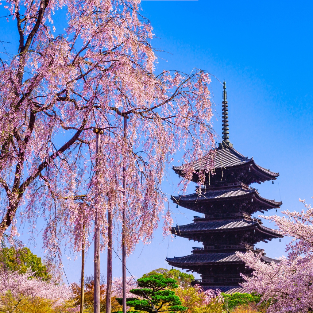 Seasonal Beauty – Cherry Blossoms and the Scenery of the Ancient Capital