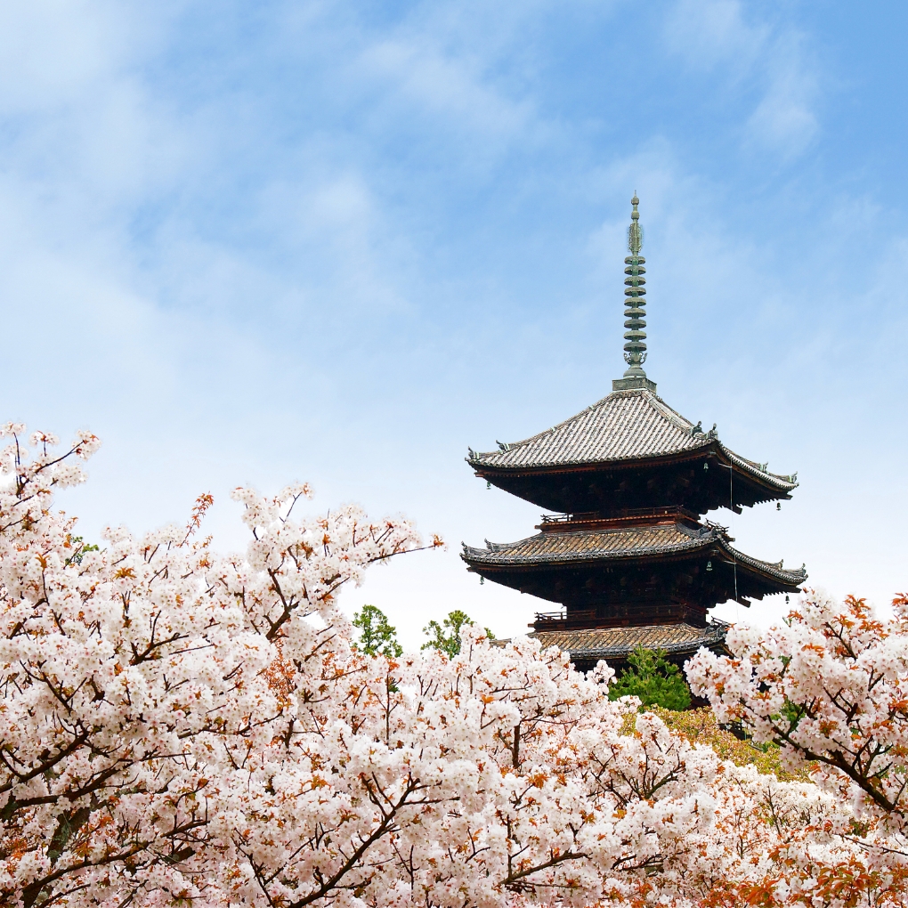 Omuro Cherry Blossoms - Kyoto's Latest Blooming Cherry Trees