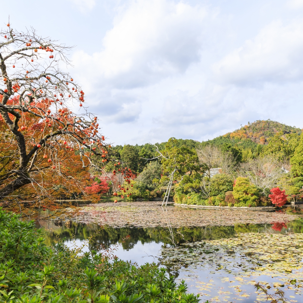 Seasonal Beauty in the Stroll Garden